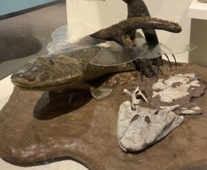 Tiktaalik model at the Harvard Museum of Natural History Tiktaalik model at the Harvard Museum of Natural History
